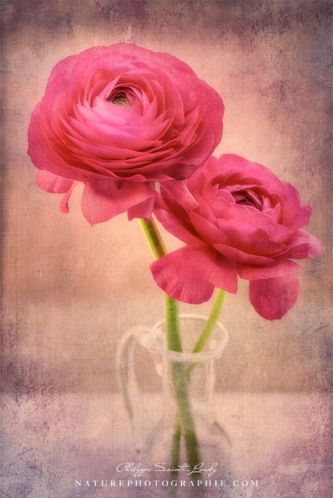 Bouquet de renoncules