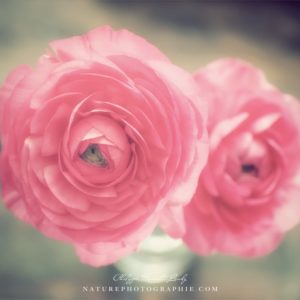 Buttercup and Texture Des renoncules