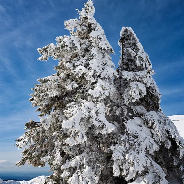 Dressed in White Dressed in White