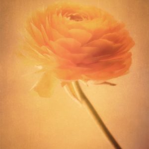 Golden Flower Renoncule jaune