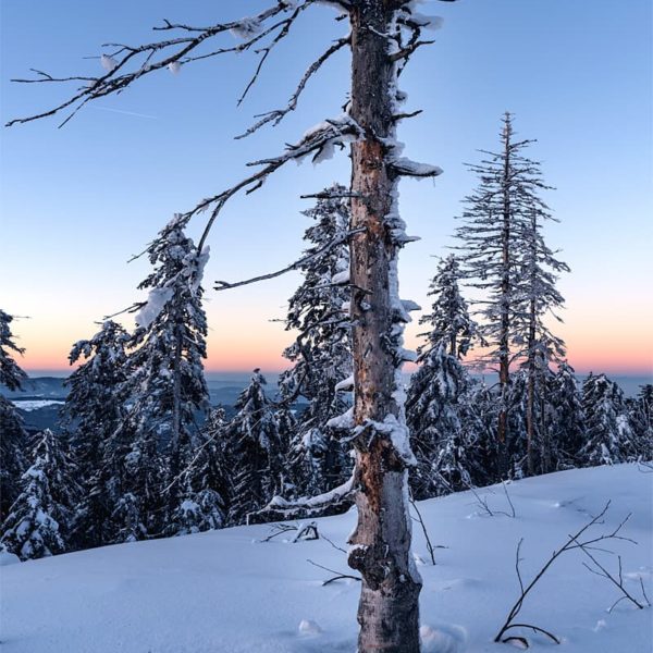 Planted in the Snow Planted in the Snow