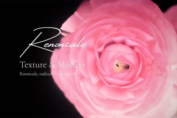 Renoncule et Texture