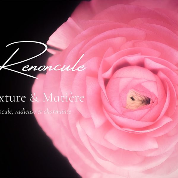 Renoncule et Texture Renoncule et Texture