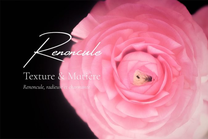 Renoncule et Texture Renoncule et Texture