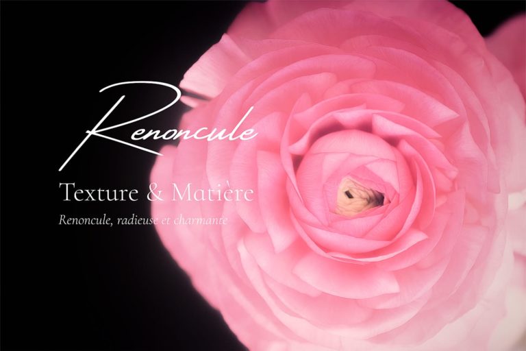 Renoncule et Texture