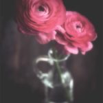 Renoncules roses