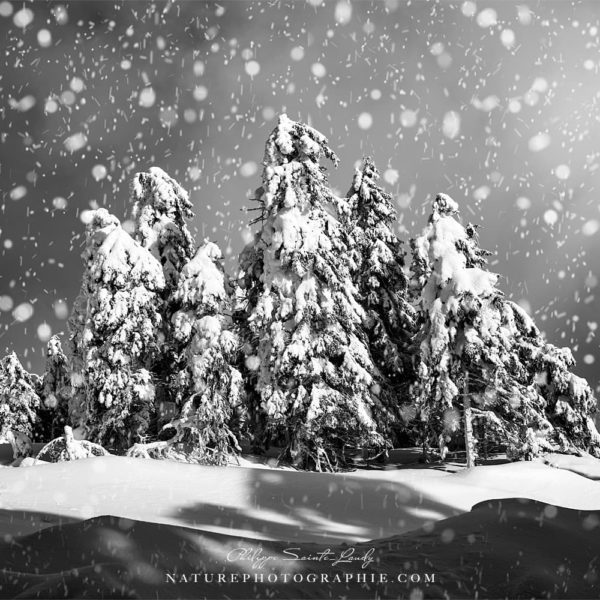 Touch of Winter Touch of Winter