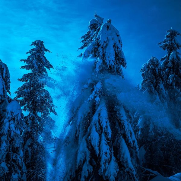 Blue Firs Blue Firs