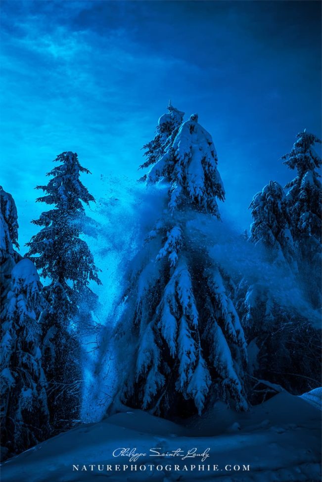 Blue Firs