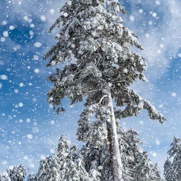 Flight Snowflake Flight Snowflake