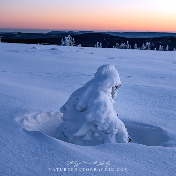 Guardian of Dawn Guardian of Dawn