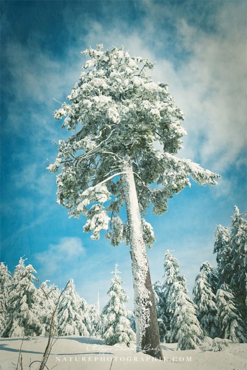 Ice Tree