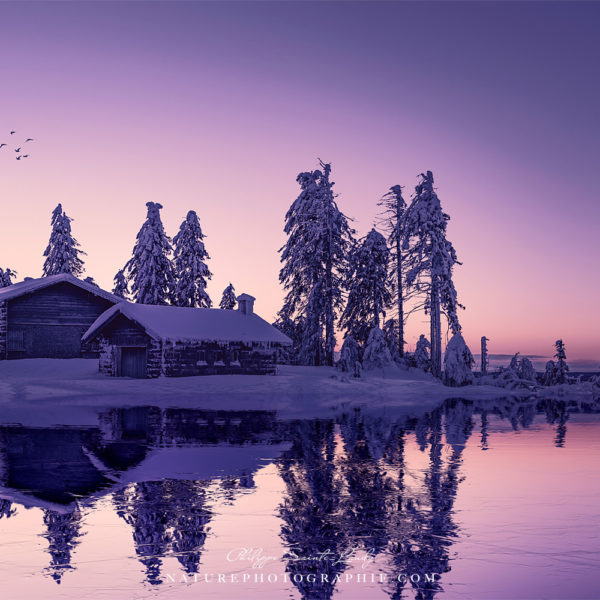 Purple Duplication Purple Duplication