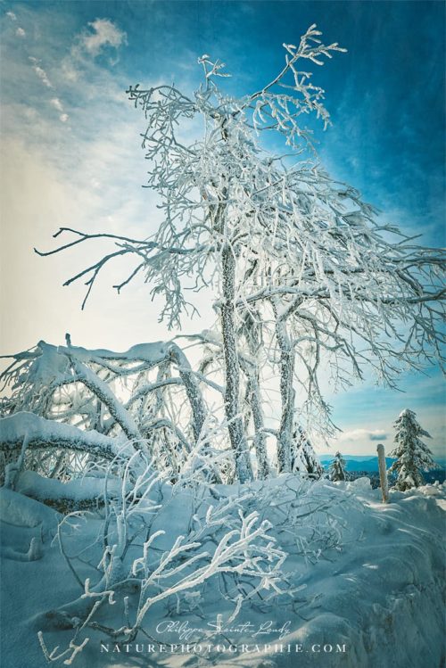 Soft Frost