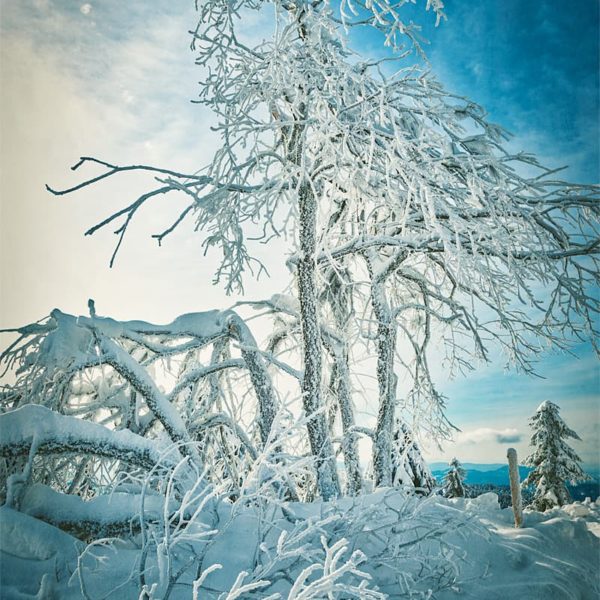 Soft Frost Soft Frost