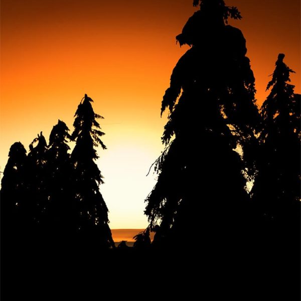 The Beautiful Dream The Beautiful Dream