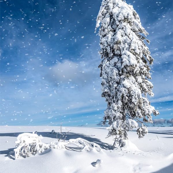 White on Blue White on Blue