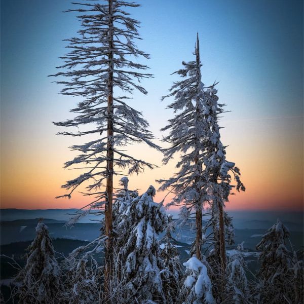 Winter fragment Winter fragment