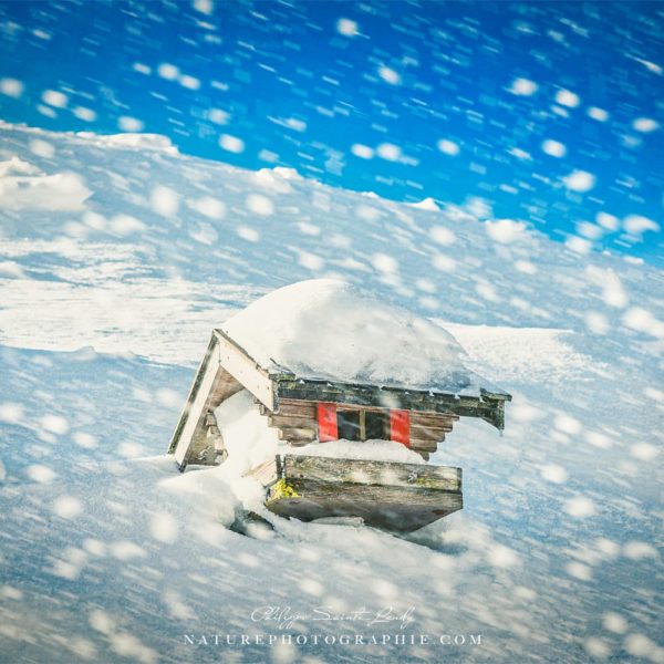 Winter Move Winter Move