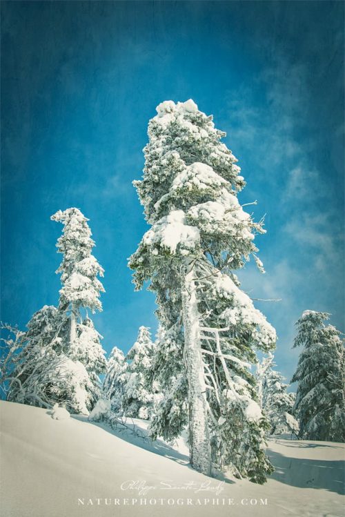 Winter's Tale