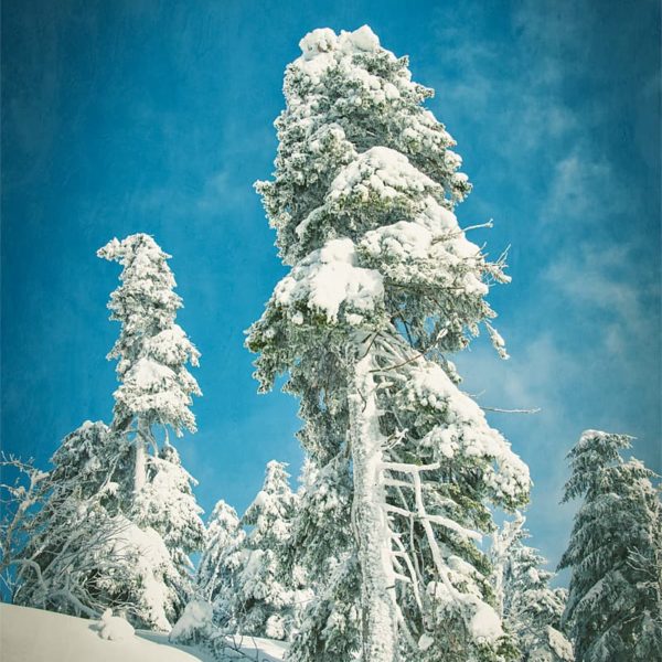 Winter’s Tale Winter's Tale