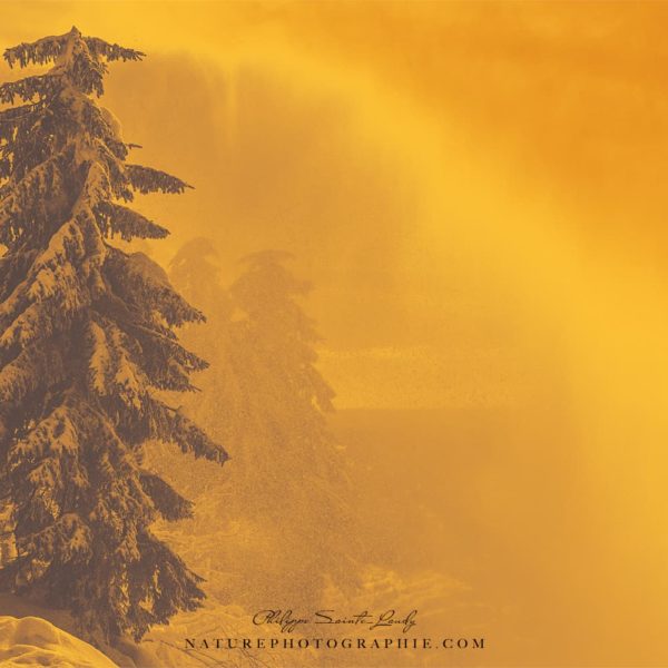 Yellow Snow Yellow Snow