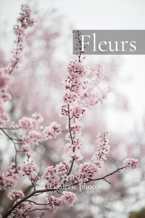 Les-fleurs-de-NP