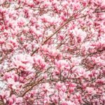 Magnolias of March