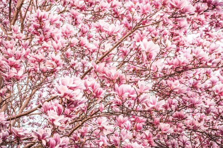 Magnolias of March