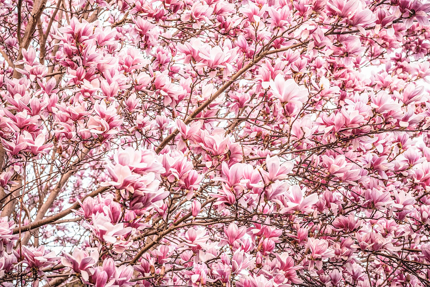 Magnolias of March