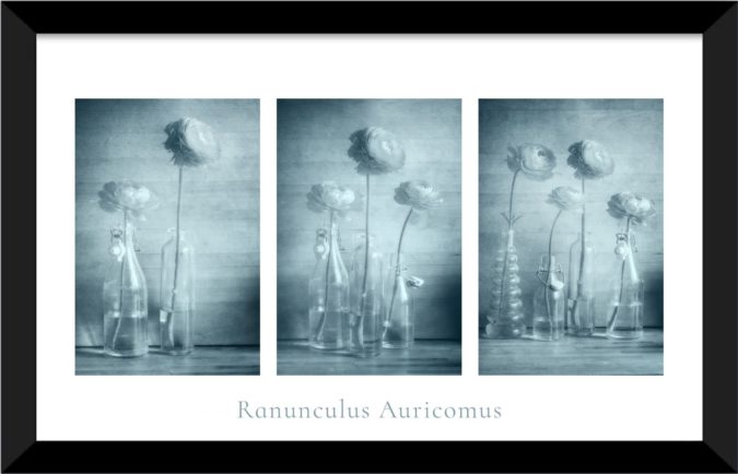 Ranunculus Auricomus Ranunculus Auricomus