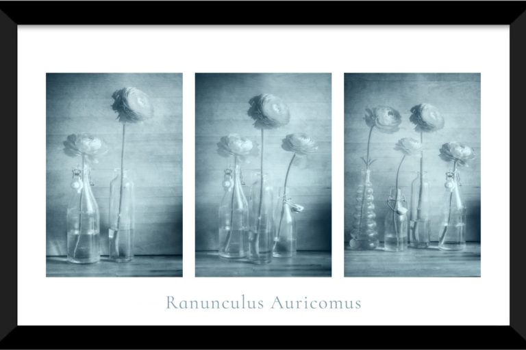Ranunculus Auricomus