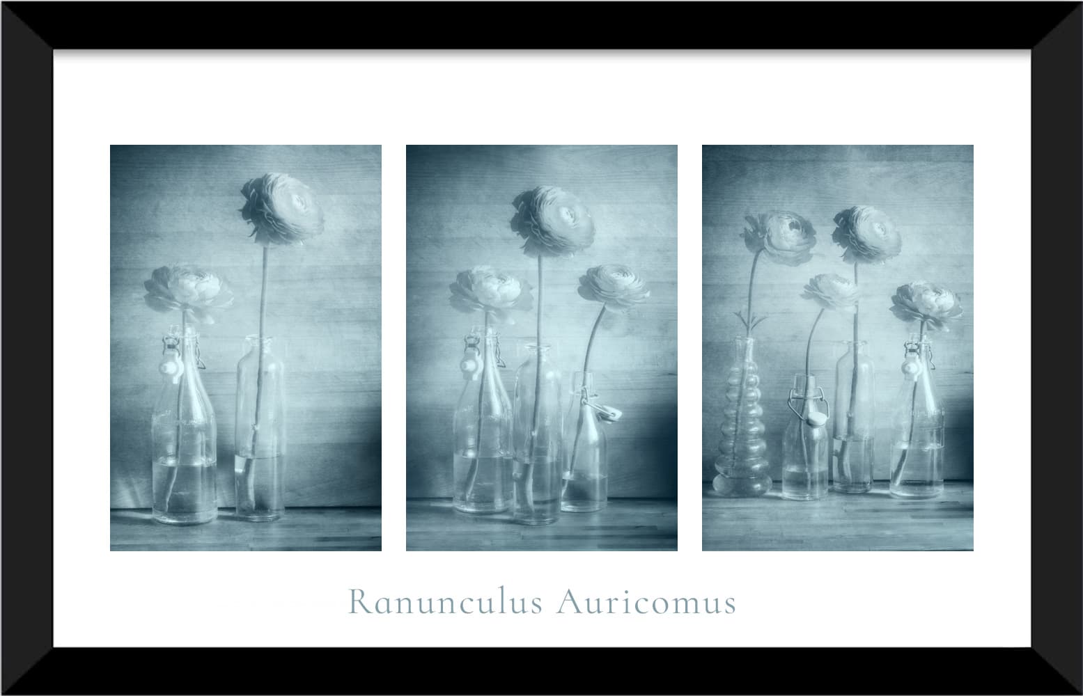 Renoncules bleues - Des photos de fleurs avec texture…