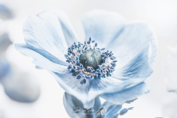 Anemone Anemone
