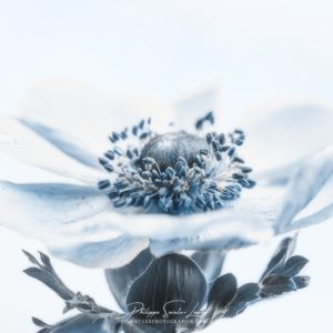 Blue Anemone Blue Anemone