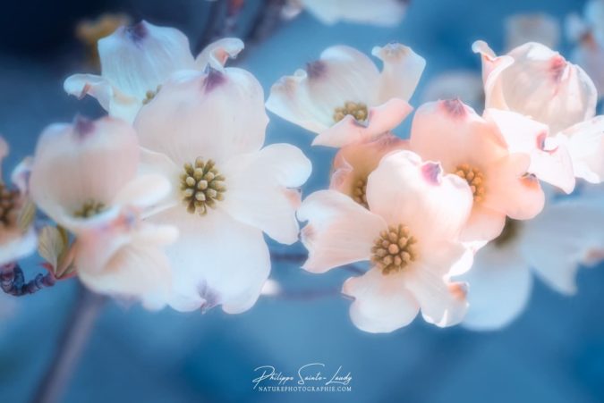 Dogwood in Blue Dogwood in Blue