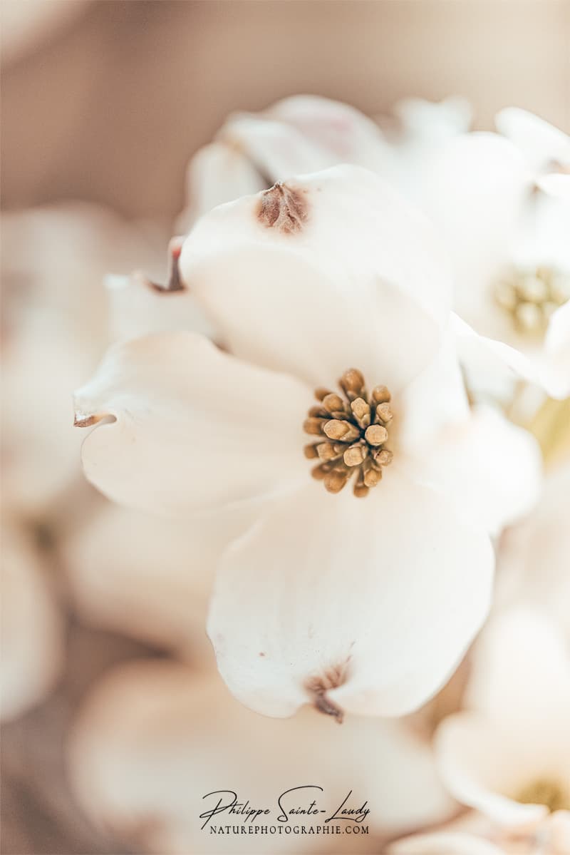 White Dogwood