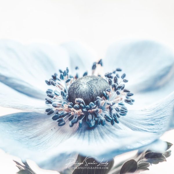 Wind-Flower Wind-Flower