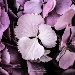 All Of Your Yesterdays Hortensias