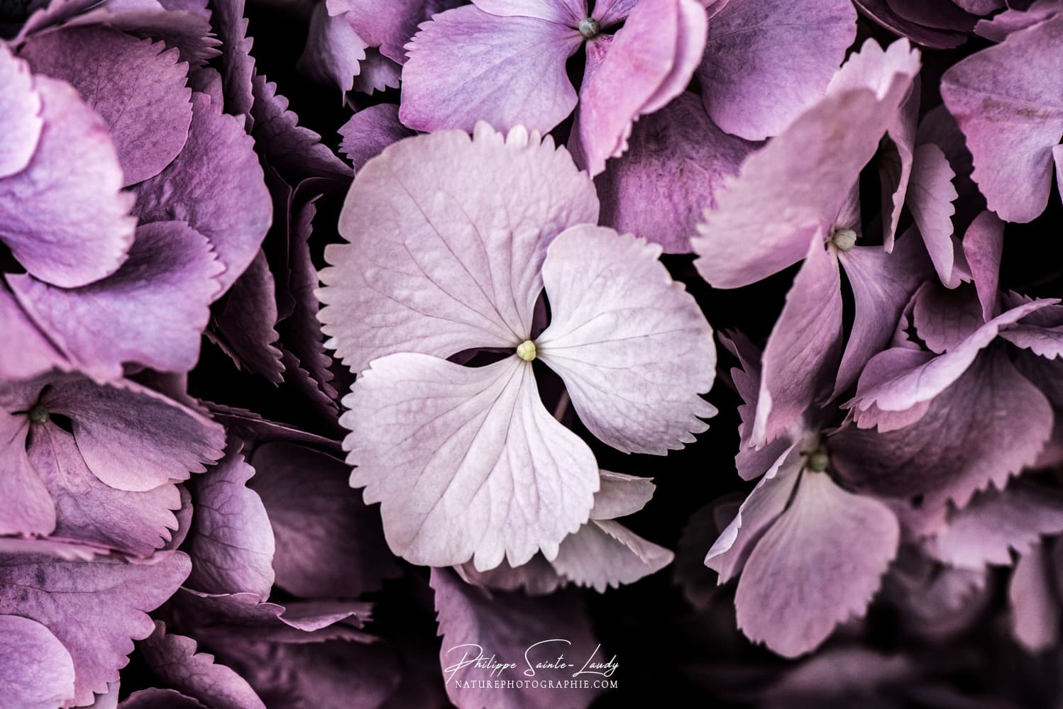 Hortensias