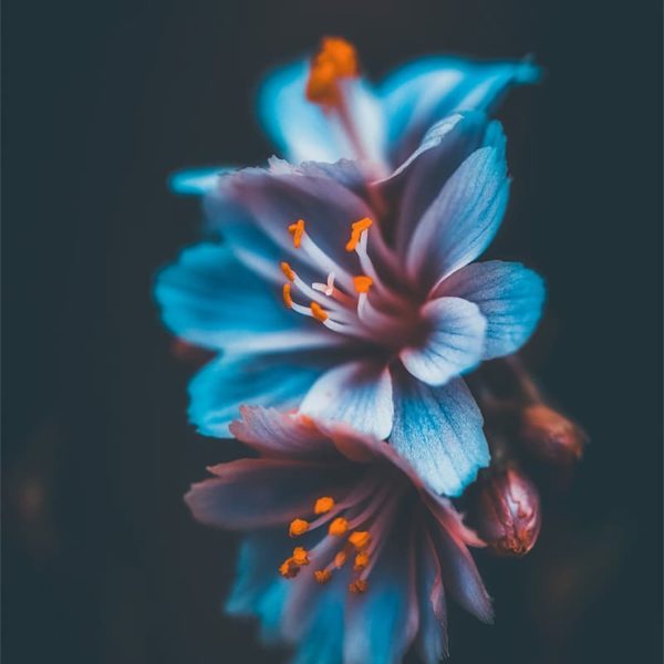 Big Blue Photo de Lewisia