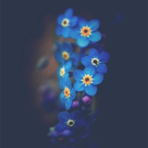 Bleu Nuit Des Myosotis