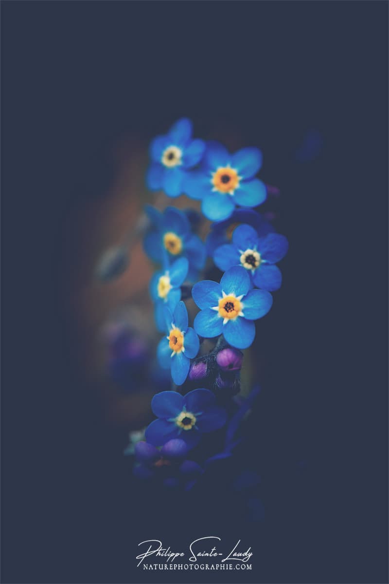 Des Myosotis