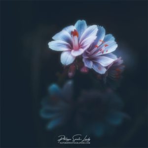 Finally Alone Photo de Lewisia