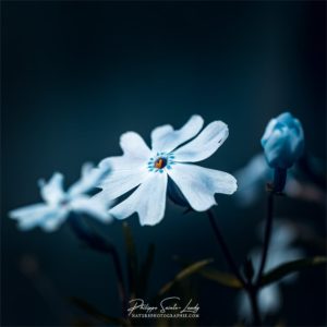 Harmony Silene Capensis