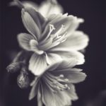 Lewisia en noir et blanc