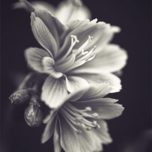 Heart to Heart Lewisia en noir et blanc