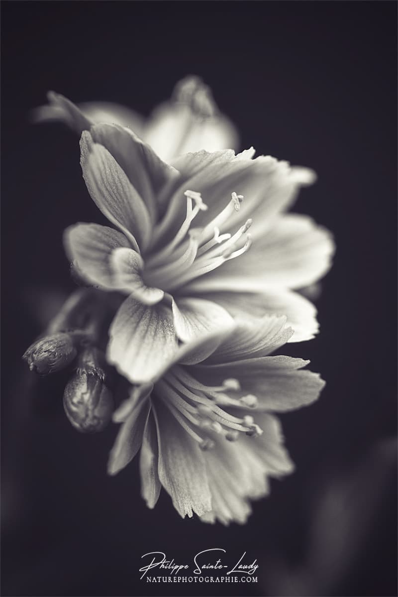 Lewisia en noir et blanc