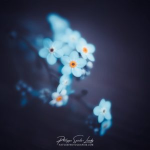 I Love Myself Myosotis