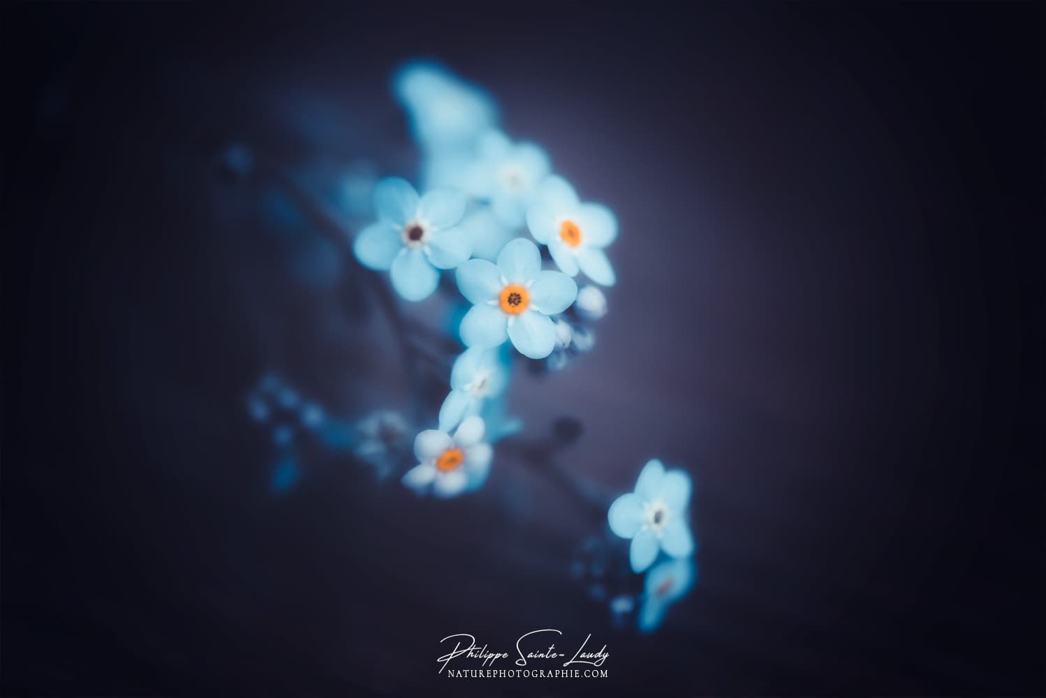 Myosotis